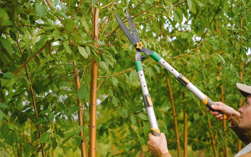 Tree trimming in Hurley, NY