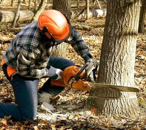 Tree Removal in Hurley, NY